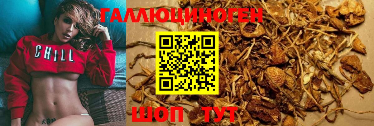 Галлюциногенные грибы Cubensis Советская Гавань